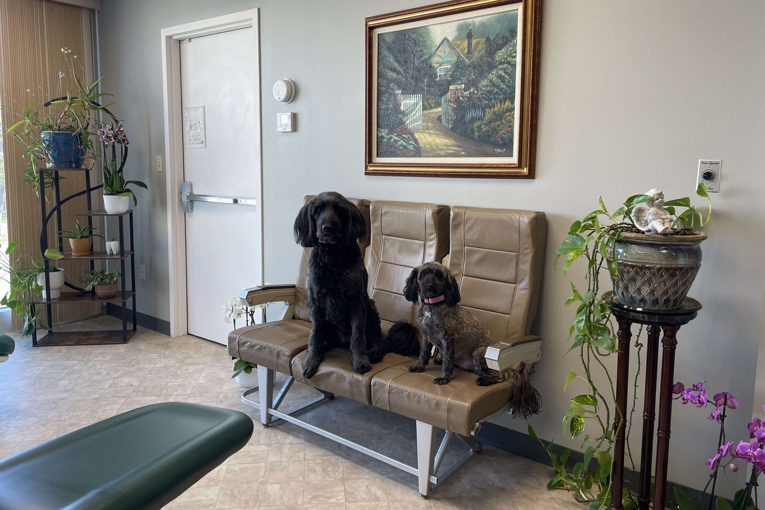 2 dogs sitting on airplane seats in the reception area